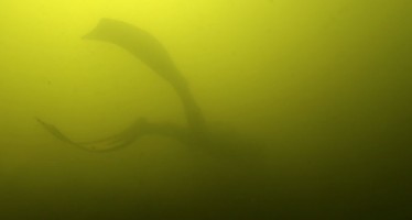Flusstauchen – Apnoe-Taucher stellen in der Ruhr Weltrekorde auf