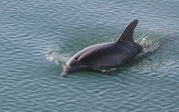 Delfinschutz – Zentrum lädt Kroatien-Urlauber zum Besuch ein
