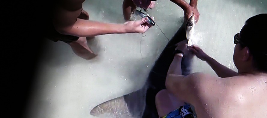 Wie zwei Brüder in Florida einem Hammerhai in Not geholfen haben