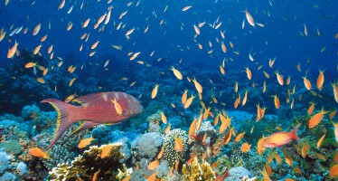 Diese fünf Faktoren entscheiden, ob Korallen überleben – oder nicht