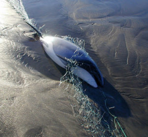 DOC picture - OK to use. Hector's dolphin  photographed South of Granity  on West Coast  7 June 2001  Martin Abel (4)