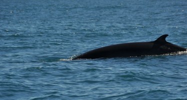 Kritik an Supermarktkette wegen des Verkaufs von Zwergwal-Fleisch