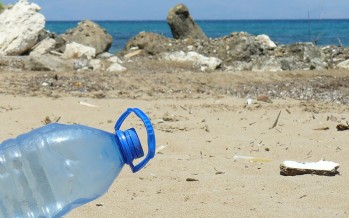 OceanCare will Meerestiere vor tödlichem Plastikmüll schützen