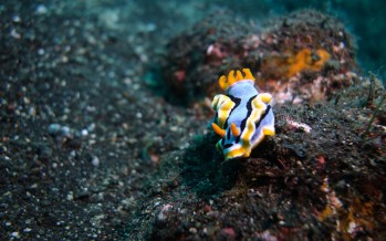 Ab sofort läuft die Anmeldung fürs sechste Unterwasserfestival.ch