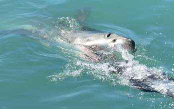 Weiße Haie in Australien haben offenbar ein Faible für Death Metal