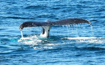 In Island ist lärmfreies Whale-Watching mit dem Elektroboot möglich