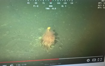 Taucher entdecken das fliegende Spaghetti-Monster in der Tiefsee