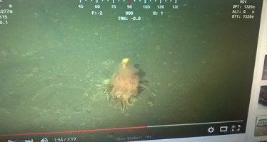 Taucher entdecken das fliegende Spaghetti-Monster in der Tiefsee