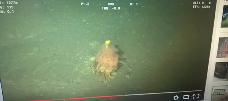 Taucher entdecken das fliegende Spaghetti-Monster in der Tiefsee