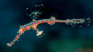 Schmuck-Geisterpfeifenfisch: Fotografiert von Werner Fiedler vor der Küste der Insel Selayar, Indonesien.