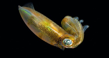 Marine Sonderlinge – Fotoausstellung im Meeresmuseum Stralsund