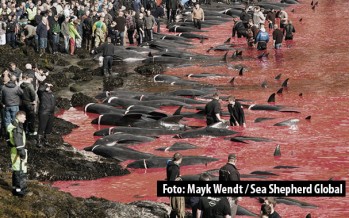 So läuft die blutige Jagd auf die Grindwale auf den Faröer-Inseln