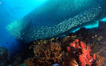 Philippinen – Gangga Divers mit neuem Tauchresort