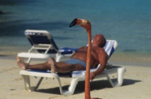 Aruba - Renaissance Insel Flamingos - Mielke