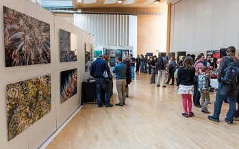 Unterwasserfestival: Wenn Gefahr schön wird