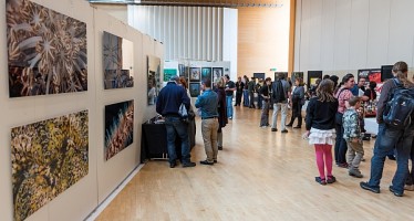 Unterwasserfestival: Wenn Gefahr schön wird