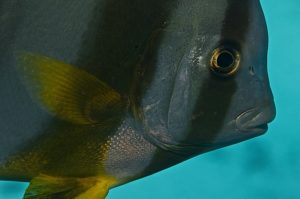 Fledermausfisch_Orlando-Grand1