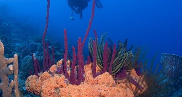 Dominica’s Spirit – Trip für die Seele