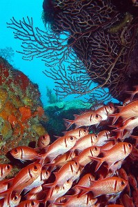 Dominica-soldierfishcave