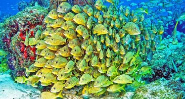 25 Jahre Florida Keys National Marine Sanctuary