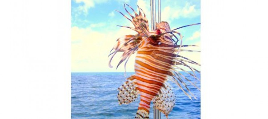 Auf Aruba isst man Feuerfisch