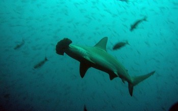 MIT SUB AQUA NACH GALAPAGOS