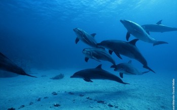 Welthandelsorganisation schwächt Delfinschutz
