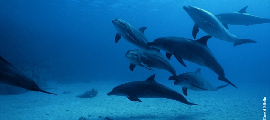 Welthandelsorganisation schwächt Delfinschutz