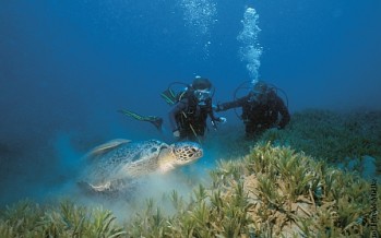 Neu im südlichen Ägypten:  diving.DE Abu Dabab