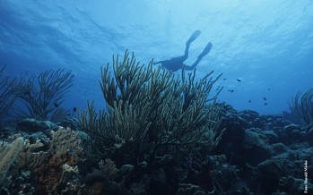 Guadeloupe-Korallenschutzprojekt