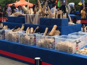 IFAW_01_ivorycrush