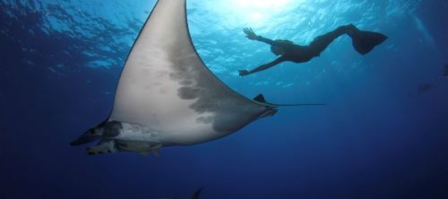 Neue Destinationen im Angebot von WeDive Travel AG