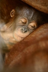 ORANGUTAN (KIAT)