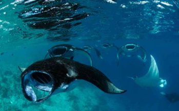 Manta Trust Expedition im September