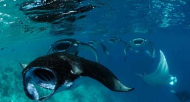 Manta Trust Expedition im September