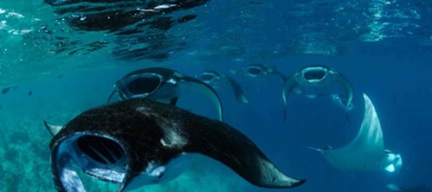 Manta Trust Expedition im September