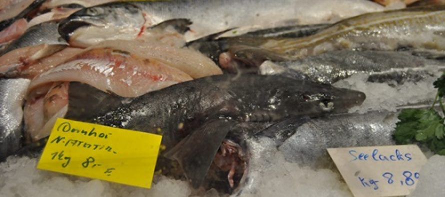 STOP FINNING