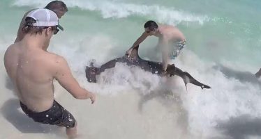 Brüder retten Hammerhai