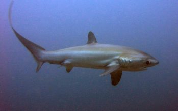 CITES entscheidet eindeutig für besseren Schutz von Haien und Rochen