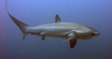 CITES entscheidet eindeutig für besseren Schutz von Haien und Rochen