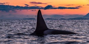 norway-orcas1