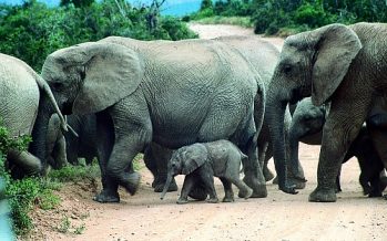 The biggest Animals of Africa  über und unter Wasser