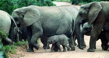 The biggest Animals of Africa  über und unter Wasser