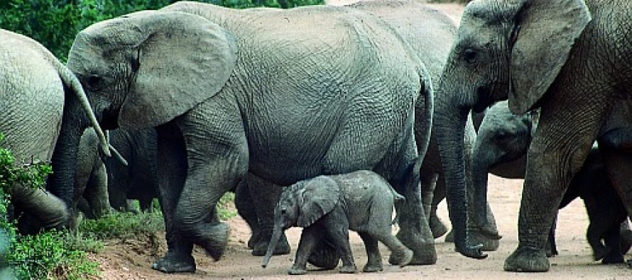 The biggest Animals of Africa  über und unter Wasser