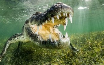 Die Krokodile von Banco Chinchorro