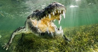 Die Krokodile von Banco Chinchorro
