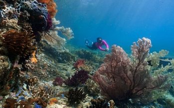 Schnorchler entdecken Raja4Divers