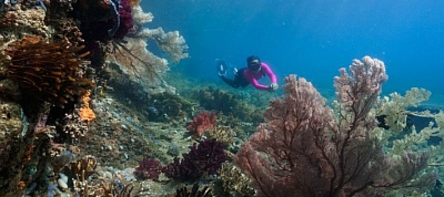 Schnorchler entdecken Raja4Divers