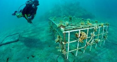 Korallenriffe aus einer Koralle wieder herstellen