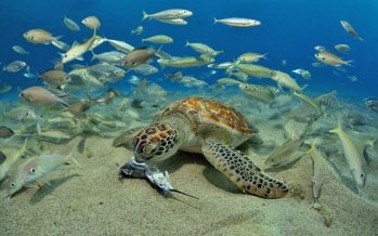 Curacao – Im Rausch der Farben